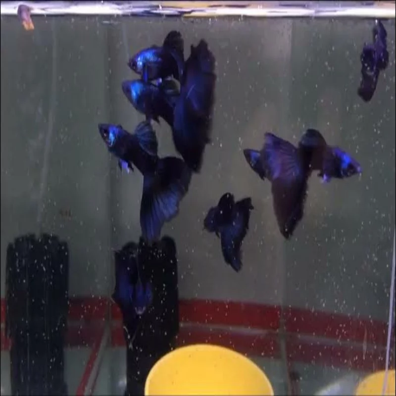 Electric Blue Guppy Pair - Image 3