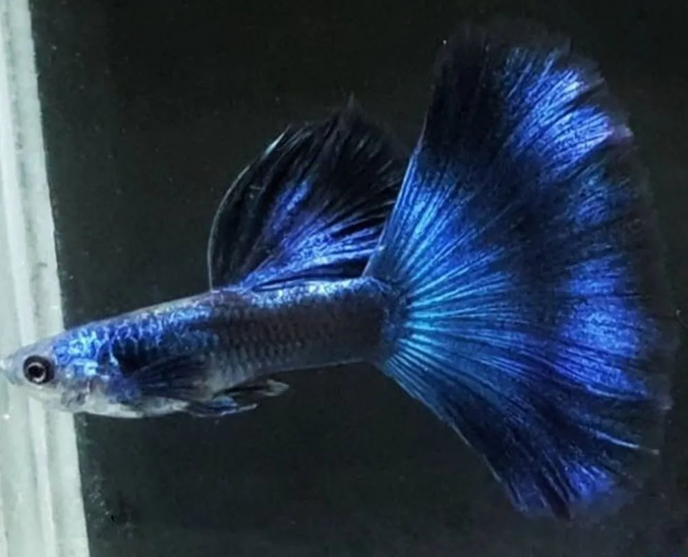 Electric Blue Guppy Pair - Image 4