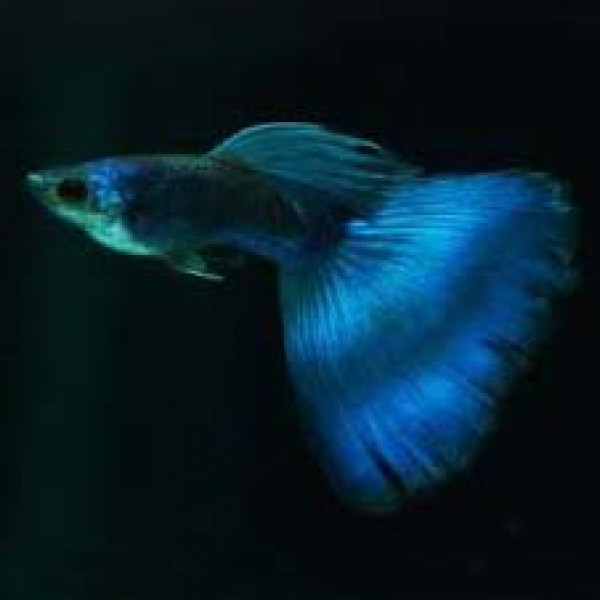 Electric Blue Guppy Pair - Image 5