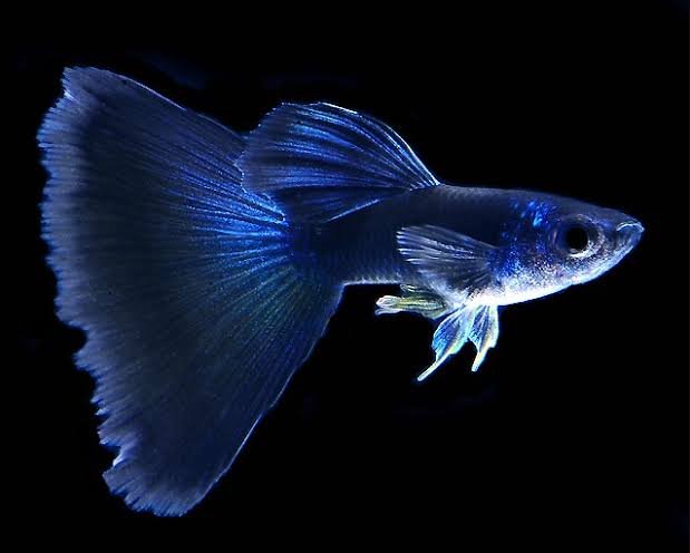 Electric Blue Guppy Pair - Image 6
