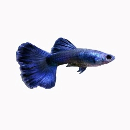 Electric Blue Guppy Pair - Image 8