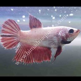 Betta fish/ fighter fish- female