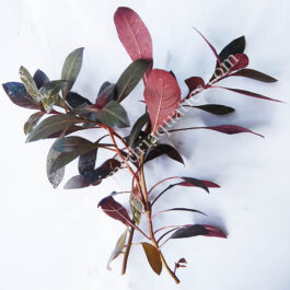 Ludwigia Perennis/ Glandulosa (6 Stem Cuttings)