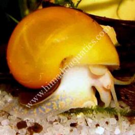 Apple Snail (Pomacea diffusa)