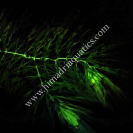 Ceratophyllum demersum /Fox tail (3 stems)