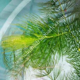 Ceratophyllum demersum /Fox tail (3 stems)