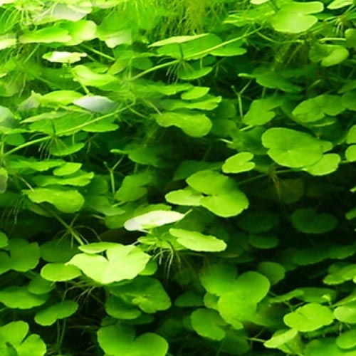 Brazilian Pennywort 3 Stems Hydrocotyle leucocephala Live Aquarium Plant 