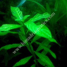 Hygrophila polysperma Rosanervig (3 stems)