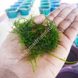 Vesicularia Dubyana Java Moss (small pouch)