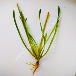 Red ruby jungle val/ Vallisneria Australis (single plant)