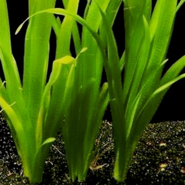 6 Vallisneria Jungle Val Plants for Growing Indoor Jungle Val Plant - Live Aquarium Plant 