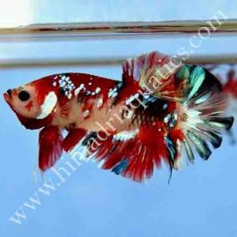 Koi betta fish breeding pair