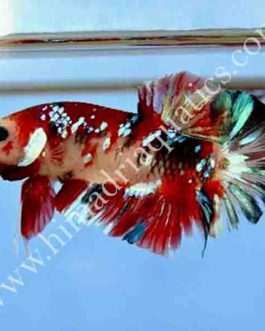 Koi betta fish breeding pair
