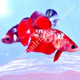 Koi betta fish breeding pair