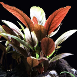 Lagenandra meeboldii -bleeding heart/ red laganandra (single plant)