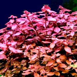 Ludwigia sp Mini Super Red (6 stems)