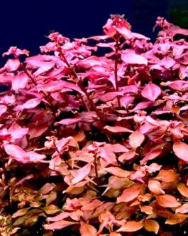 Ludwigia sp Mini Super Red (6 stems)