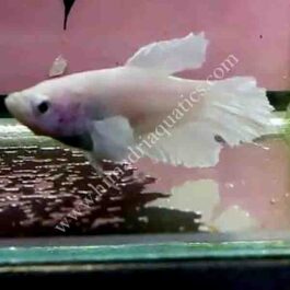 Milky white betta fish pair