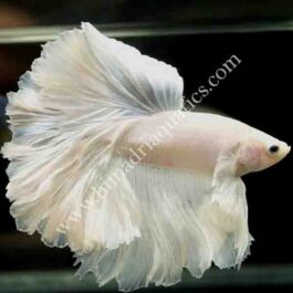 Milky white betta fish pair