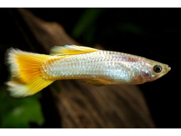 Micariff yellow guppy pair - Image 4