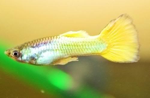 Micariff yellow guppy pair - Image 5