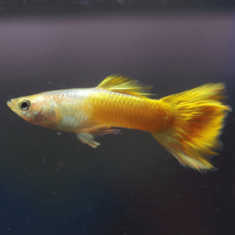 Micariff yellow guppy pair - Image 7