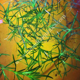 Najas Indica/ guppy grass (10 stems)
