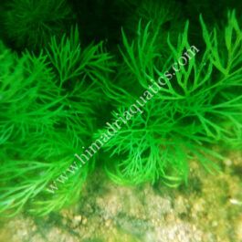 Oak fern/ Ceratopteris Sp. China/ aquatic oak fern (single plant)