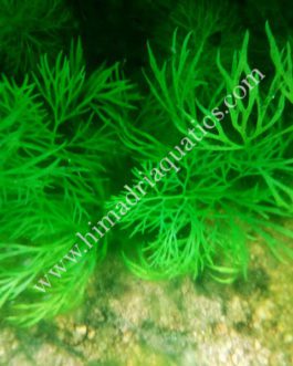 Ceratopteris Sp. China/ Oak fern (single plant)