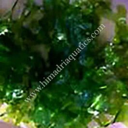 Subwassertang /round pellia moss (small pouch)