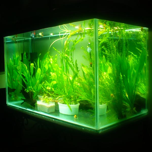 Buy Aquatic Plants and Fishes Online