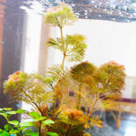 Cabomba furcata / Red Cabomba (3 stems)