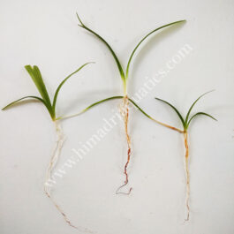 Sagittaria subulata- dwarf sag (3 plants)