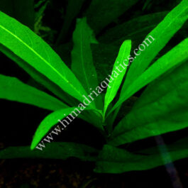 Hygrophila Stricta (3 stems)