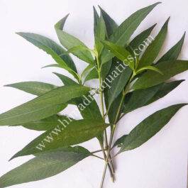 Hygrophila Stricta (3 stems)