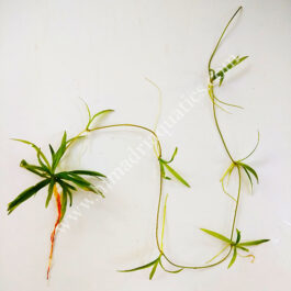 Echinodorus Quadricostatus/ Chain sword( 3 plants)