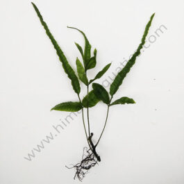 Bolbitis asiatica/ Asian bolbitis/ Ordinary bolbitis fern (single plant)
