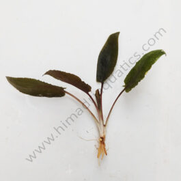 Cryptocoryne wendtii tropica (single plant)