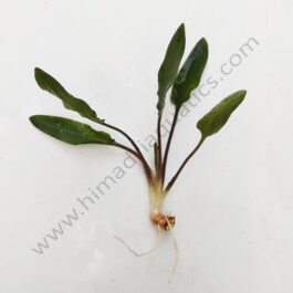 Cryptocoryne wendtii green (single plant)