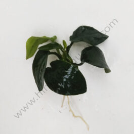 Anubias Nana (single plant)