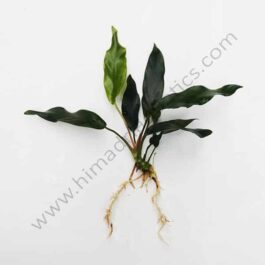Anubias barteri var. glabra (single plant)