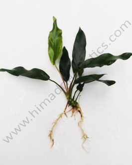 Anubias barteri var. glabra (single plant)
