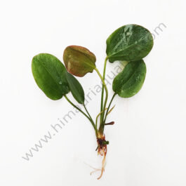 Echinodorus ozelot/ Red banana plant (large pot)