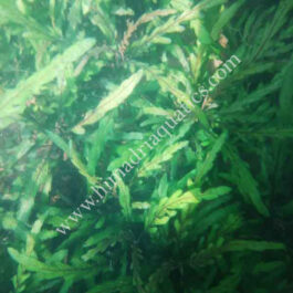 Hygrophila pinnatifida (single stem)