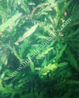 Hygrophila pinnatifida (single stem)