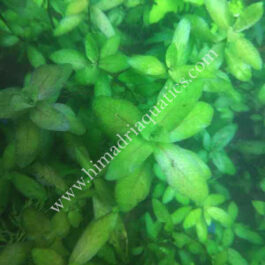 Hygrophila polysperma Green (3 stems)