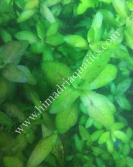 Hygrophila polysperma Green (3 stems)
