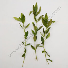 Hygrophila polysperma Green (3 stems)