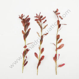 Ludwigia inclinata/ Yellow Ludwigia (6 stems)x