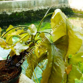 Nuphar lutea (Red color) – Large Pot